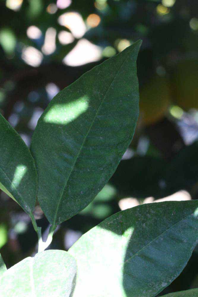              Unifoliolate leaf (Riverside, CA)       